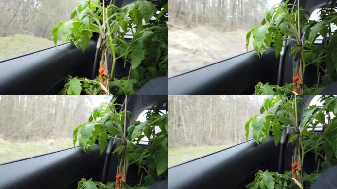 番茄植物在一辆车里旅行，看窗外
