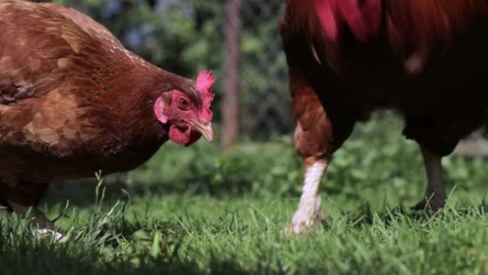 公鸡和鸡在院子里啄着绿草。农村经济。家庭农场