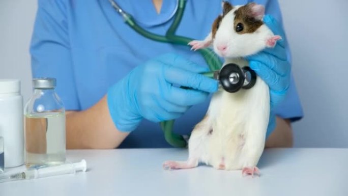 兽医用听诊器检查豚鼠的心脏和肺部。