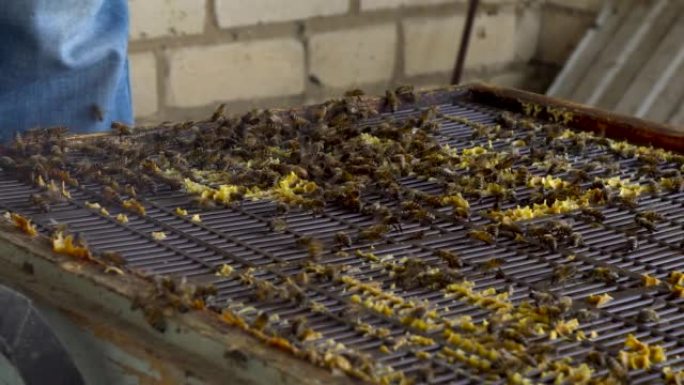 养蜂人抽蜂巢来赶走蜜蜂。养蜂场的养蜂技术。