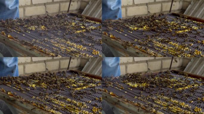 养蜂人抽蜂巢来赶走蜜蜂。养蜂场的养蜂技术。