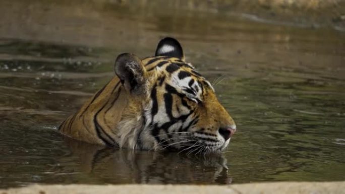 雄性皇家孟加拉虎在水池中放松