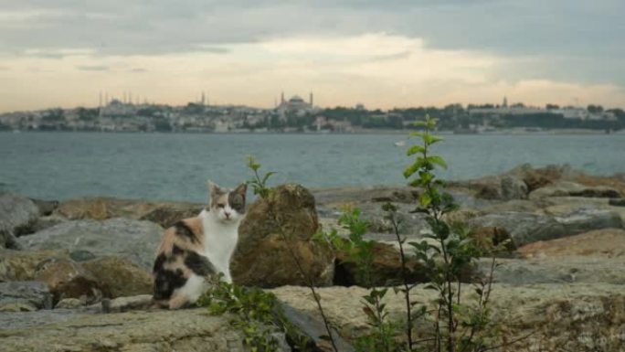 坐在伊斯坦布尔多岩石海岸的彩色流浪猫