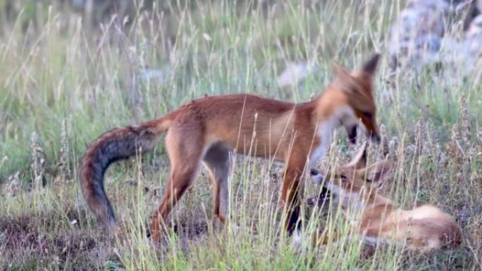 两只可爱的红狐狸幼崽在野外玩耍。Vulpes