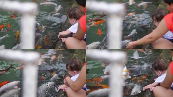 在人工水库中游泳不同种类的鱼，不同的颜色和大小。孩子和他的母亲坐在池塘附近，欣赏鱼。孩子伸手去拿水。