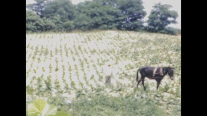 美国1948，烟草种植