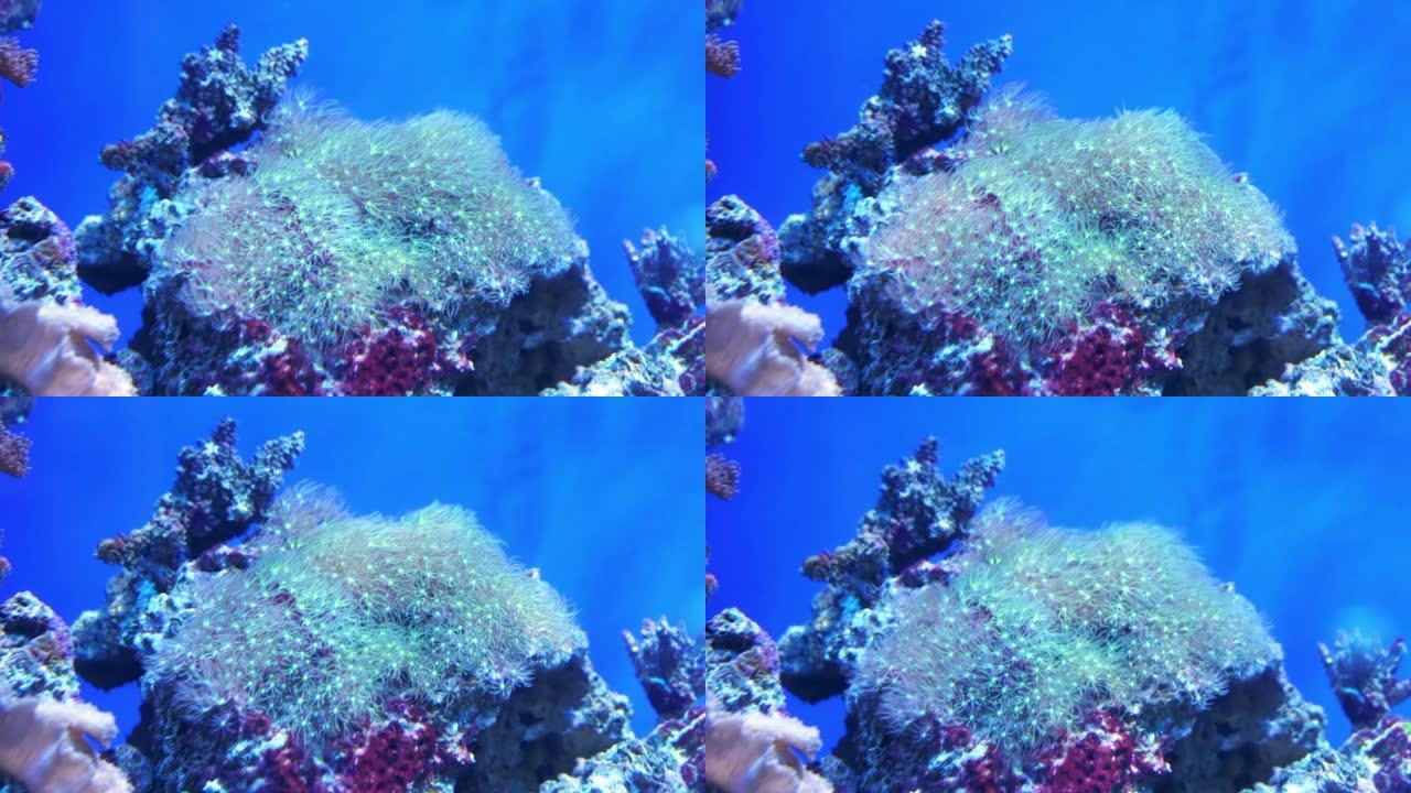 珊瑚礁水族馆中的石棺