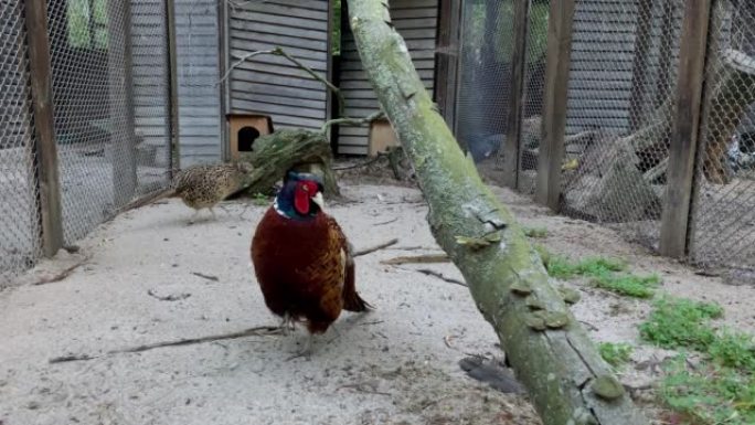成年美丽的野鸡公鸡色狼Tragopan在户外家禽农场的笼子里行走。
