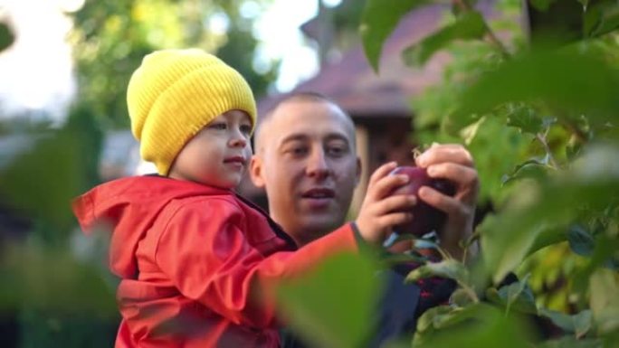 小高加索男孩在父亲的手中，在苹果树上咬着健康的水果，因为人们以慢动作从树枝上摘下水果。快乐自信的儿子