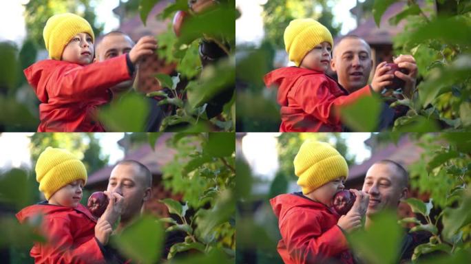 小高加索男孩在父亲的手中，在苹果树上咬着健康的水果，因为人们以慢动作从树枝上摘下水果。快乐自信的儿子