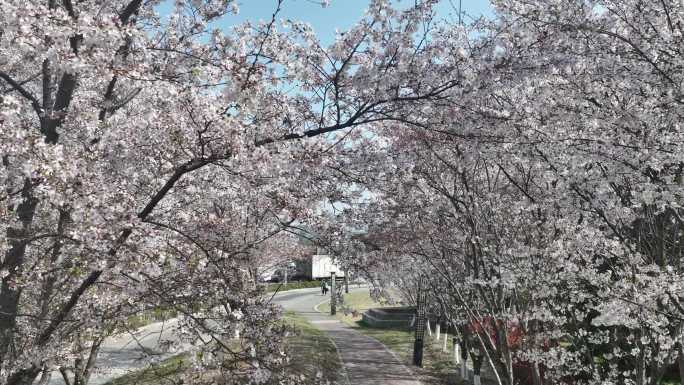 阳山西路樱花电车