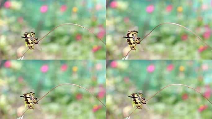 黄黑蜻蜓，在花园草地上