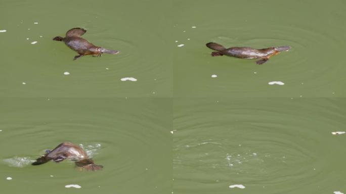 鸭嘴兽咀嚼食物，然后在eungella的游泳池中潜水