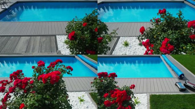 住宅室外游泳池和红玫瑰