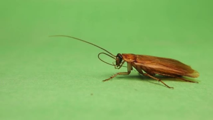 光滑的蟑螂会自我清洁。
雄性蟑螂小心地清洁绿色背景上的触角。
蟑螂清洁昆虫不断清洁自己。
昆虫隔离。