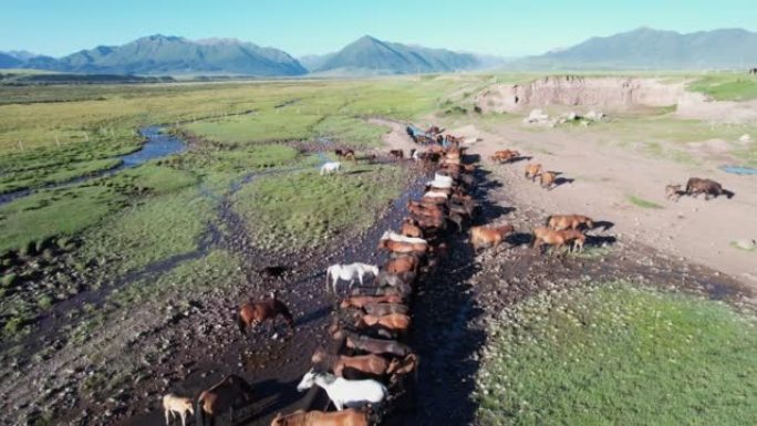 祁连山自然保护区马匹饮水鸟瞰图