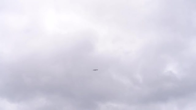 在Fuerteventura上空多云的天空中飞行的海鸥的低角度拍摄