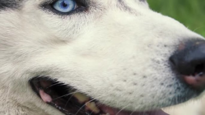 一只特写的哈士奇狗，一只蓝眼睛和白灰头发的狗，躺在绿色的草地上。选择性聚焦