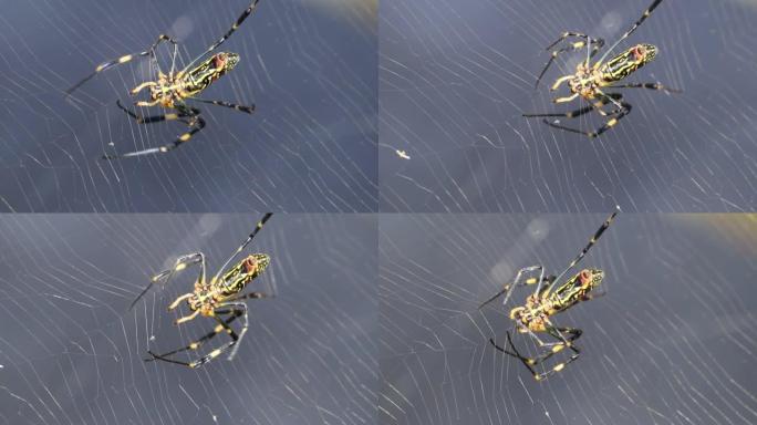 蜘蛛捕食昆虫捕获了蜘蛛网。