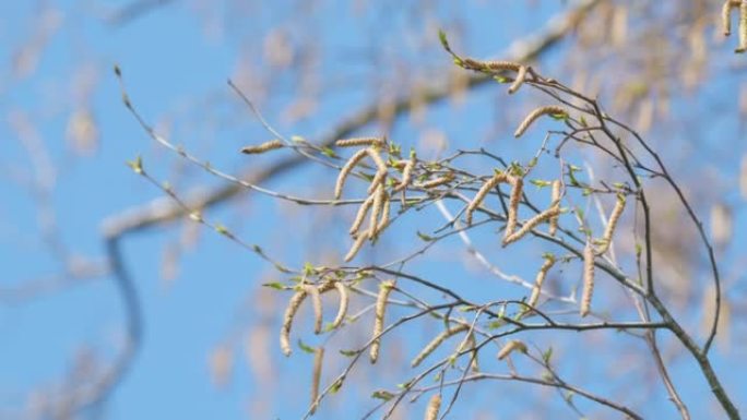 清晰的蓝天背景。桦木树枝在风中飘动。阳光明媚的春天的宁静景观。特写。
