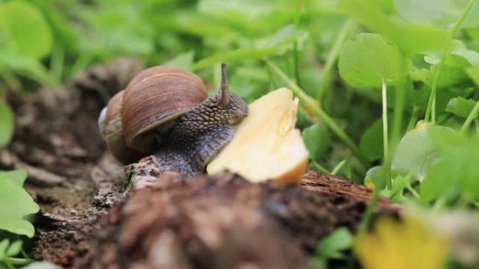 森林蜗牛在大自然的背景下吃苹果。大自然中的家螺行走