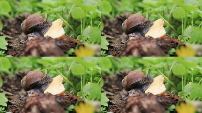 森林蜗牛在大自然的背景下吃苹果。大自然中的家螺行走