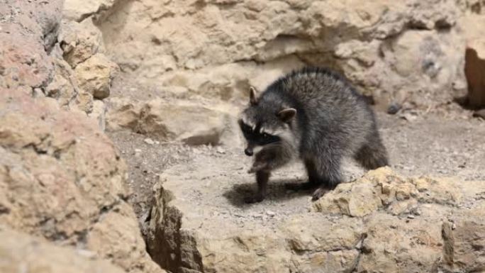 Wild Raccoon. Procyon lotor. Funny young raccoons 