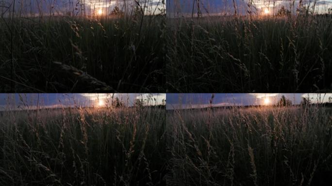 干燥的羊茅田地，夏季日落时分的草地羊茅草