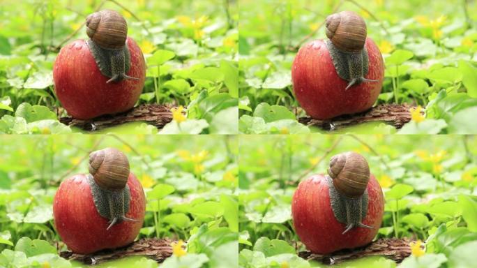 花园里的蜗牛在一个成熟的苹果上。收获和害虫