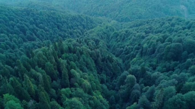 绿色北方森林又名针叶林的高角度鸟瞰图。高高的山丘上茂密生长着绿色的高大树木
