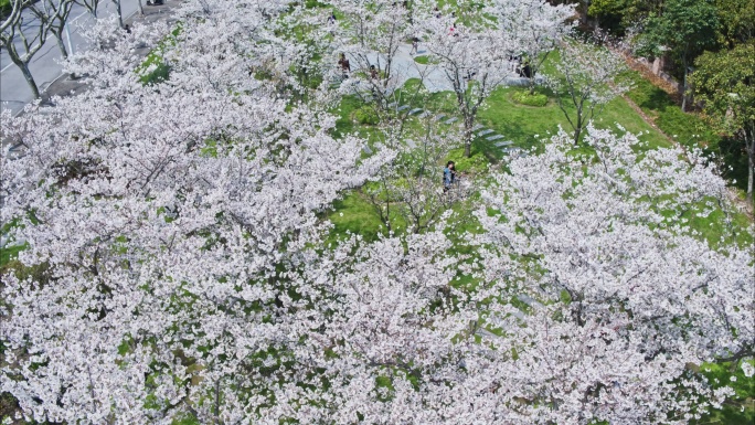 4K航拍 上海碧云社区樱花