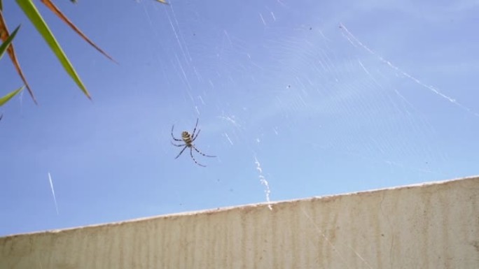 花园里编织蜘蛛网的大蜘蛛。老虎蜘蛛弓形虫的腹侧视图