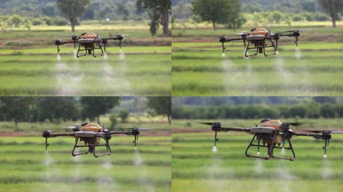 无人机在稻田上喷洒农药