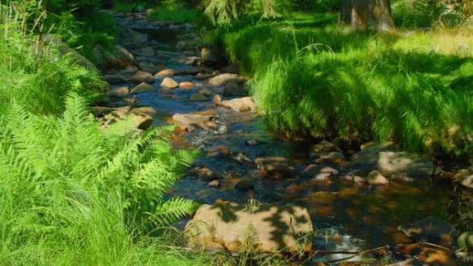 Mountain river in wild nature landscape. Green lus