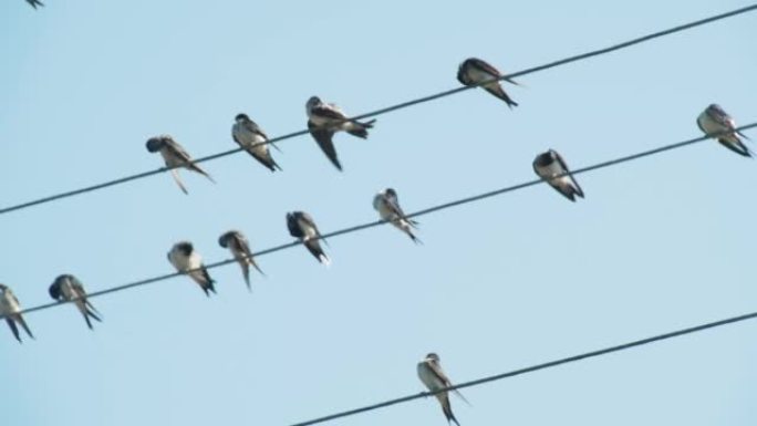许多燕子坐在电线上