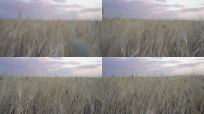 在夏天明亮的橙色日落的背景下，麦田的金色小穗从微风中缓慢移动。小麦农业领域全景。自然。镜头信号弹