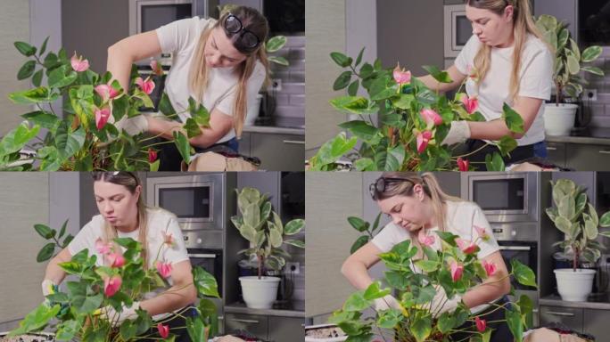 一位年轻的女园丁用一棵刚移植到新盆中的大花的修枝剪剪干叶子。在家美化环境。