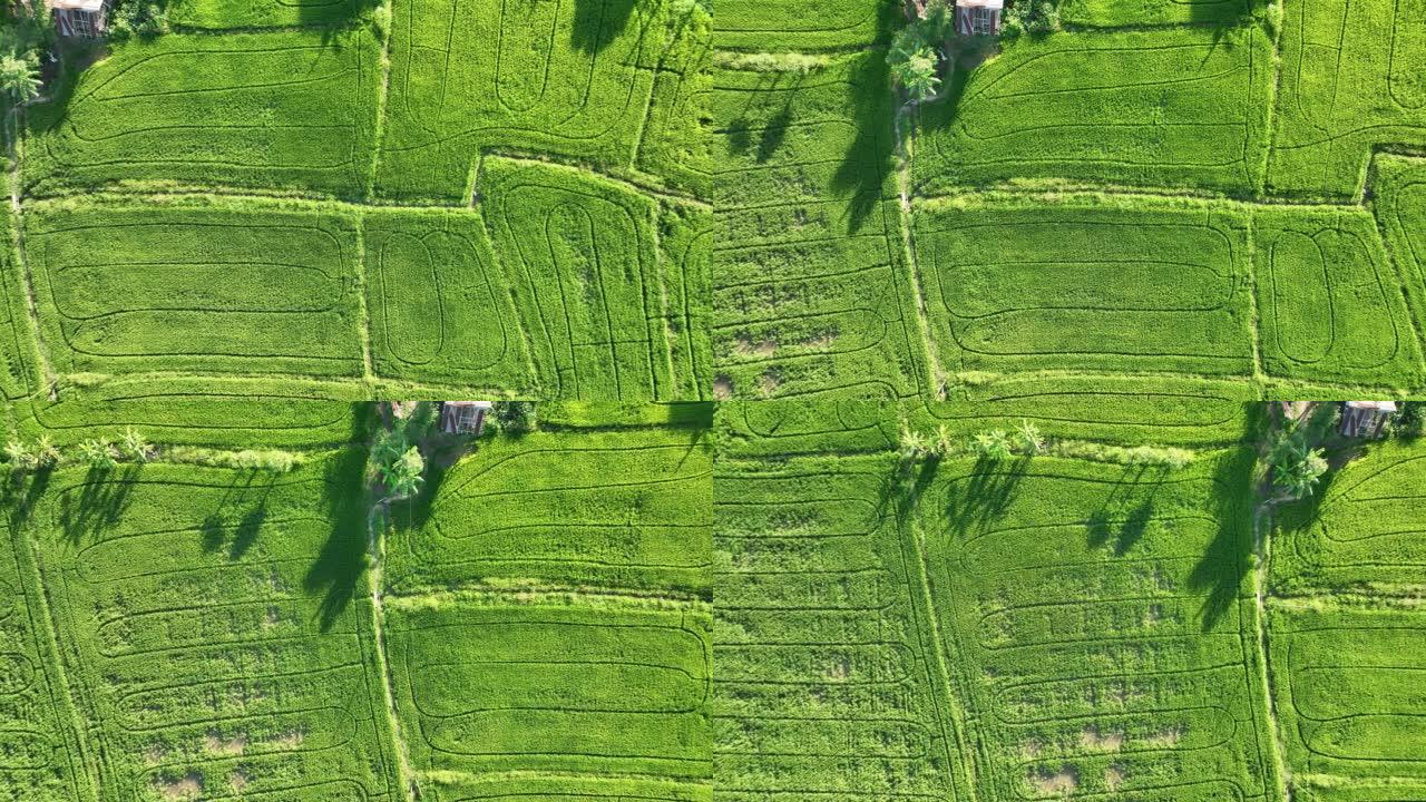 泰国稻田的鸟瞰图。