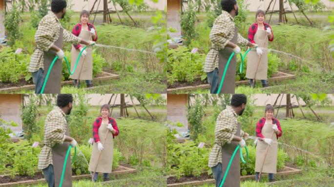 一对工人，一男一女，在地里收割青菜。
