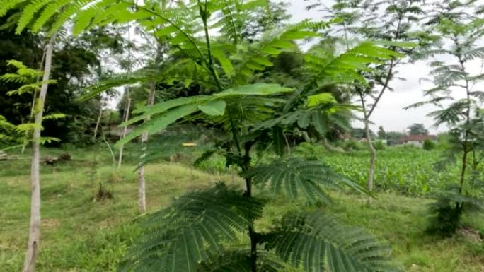 仍然很小的合欢树被种植在田野中，木材用于纸质材料