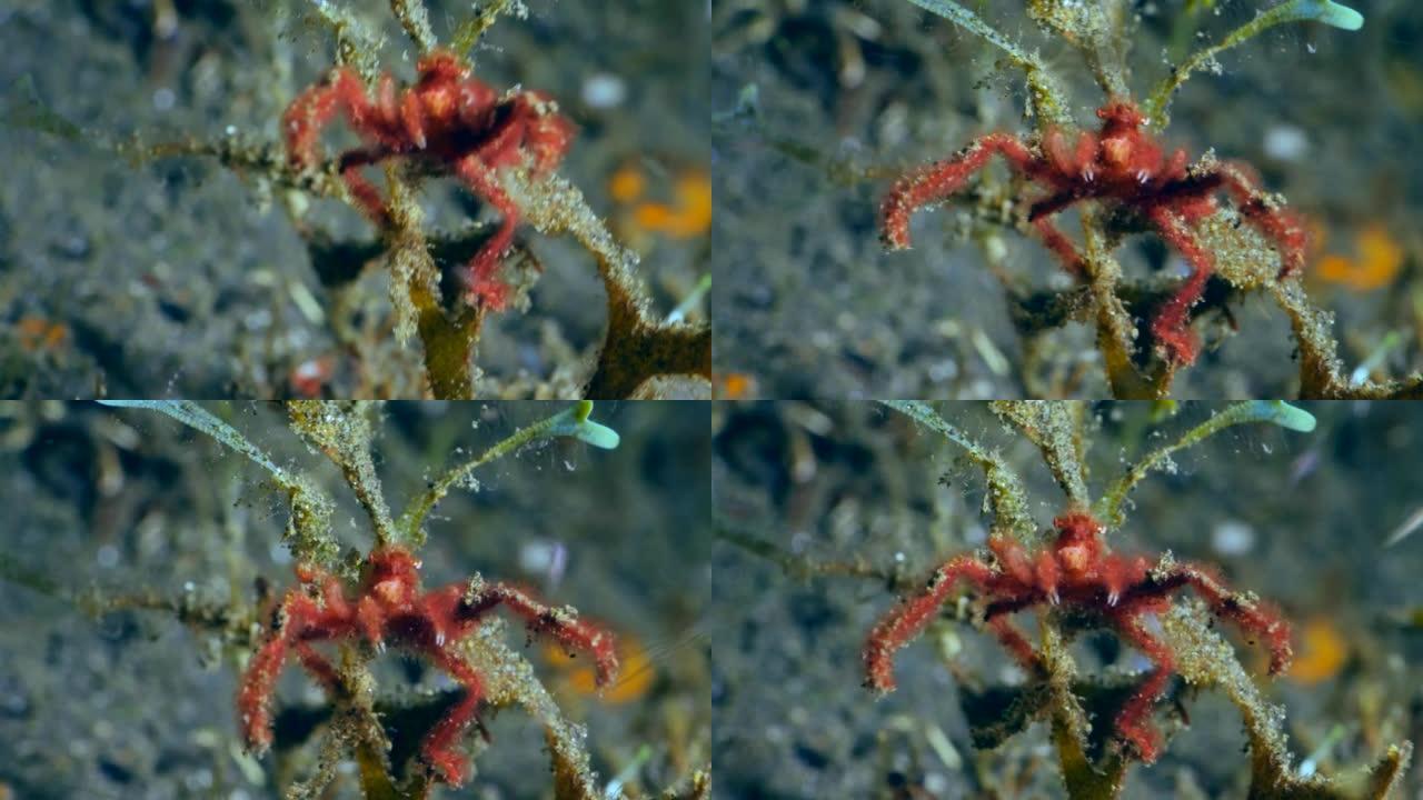 猩猩螃蟹移动双腿试图捕捉食物