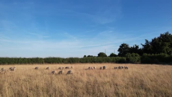 日落时分的绵羊和羔羊农场景观。