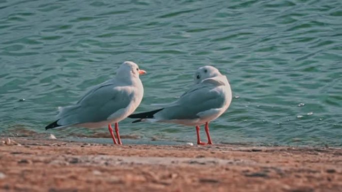 Two Seagulls Walk on the Embankment at Sunset