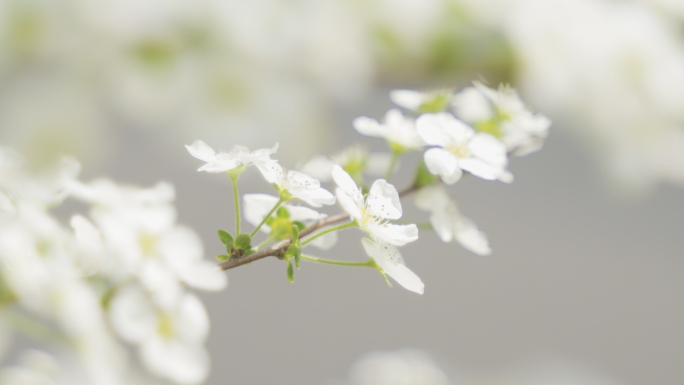 花 唯美 红子母 绣线菊花期