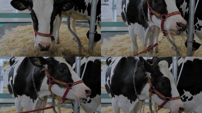 黑白荷斯坦奶牛在动物养殖展览会上吃干草的肖像