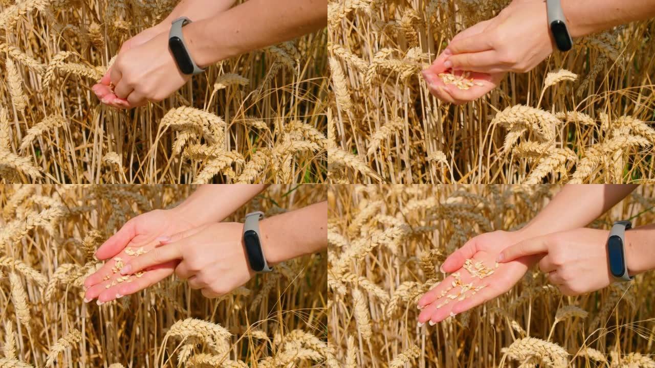 收获世界范围的问题。女人的手特写检查麦穗是否成熟。日落时成熟的金色小麦，粮食危机和饥饿观念，长出谷芽
