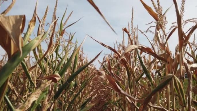 在夏末穿越受干旱影响的玉米田