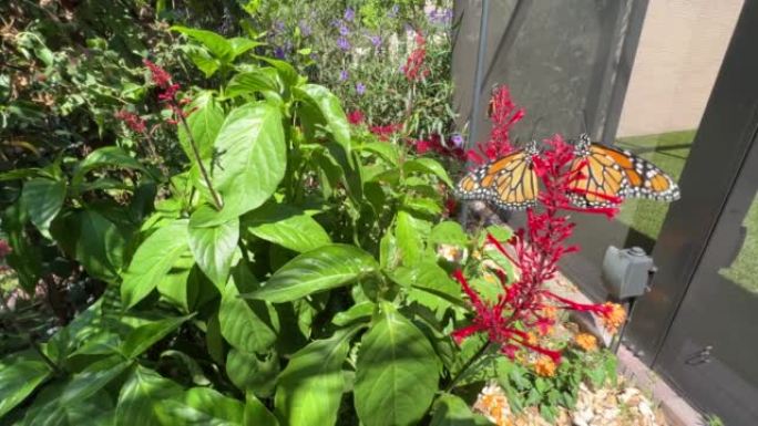 Monarch Butterflies on Firespike plant