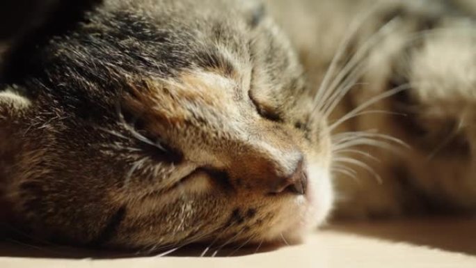 猫睡觉和放松萌宠陪伴家庭生活