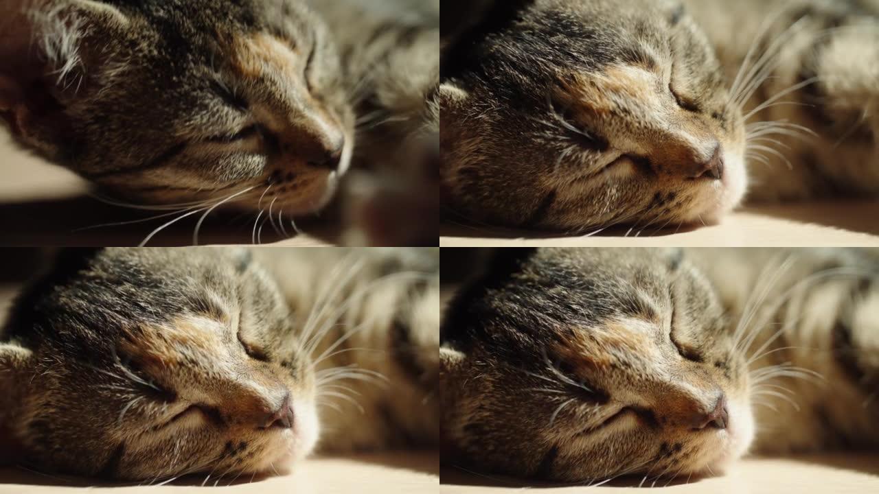 猫睡觉和放松萌宠陪伴家庭生活